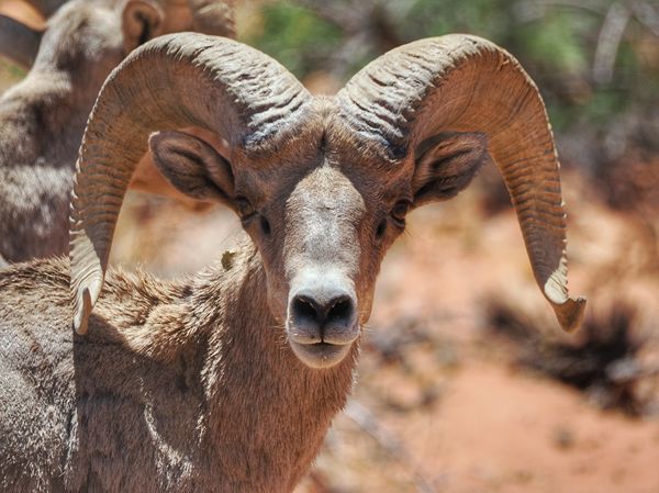 Bighorn Sheep in Valley of Fire State Park